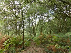 Woodland area leading to the summit