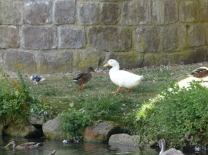 Ducks in the moat