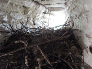 Modern day inhabitants- birds nest in the window recess