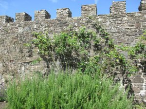 The curtain wall in the garden
