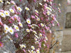 Flowers at the castle