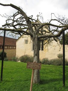 The holy thorn of Glastonbury- thougt to be a descendant of the staff of Joseph of Arimathea, which miraculously planted itself into the ground at Glastonbury