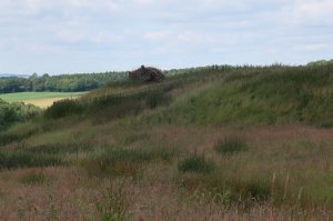 The field of stinging nettles