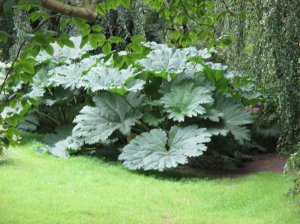 A large Gunnera plant in the garden