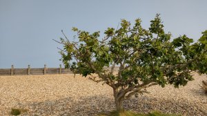 The walk to the castle from Selsey beach is beautiful!