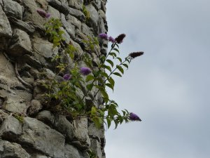 The castle is in need of some shrub removal!