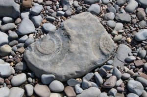A fossil find!