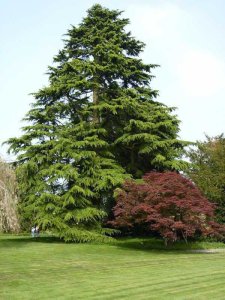 The striking tree in the grounds