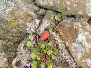 Colourful local residents!