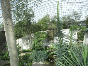 Inside the glass house at the botanic gardens