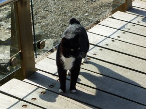 The castle cat