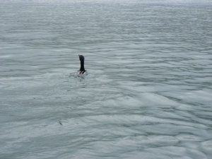 The Loch Ness Monster in Dartmouth?? No, just a duck!