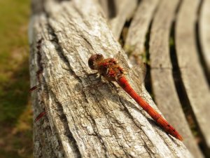 A Scotney dragon fly!!
