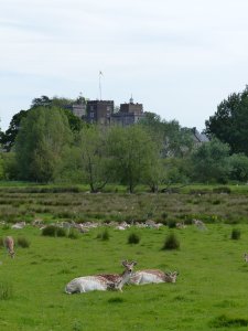 The deer 2