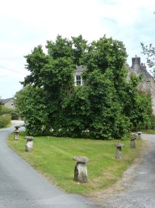 A glimpse of the castle behind the trees