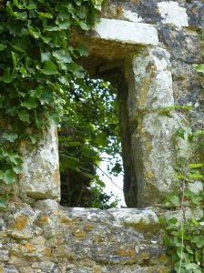 An ivy-clad window
