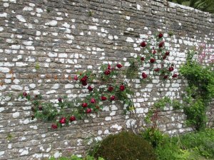 Roses in the garden