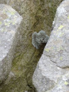 Good old Welsh lichen!