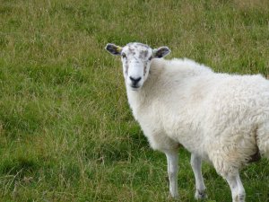 A local resident