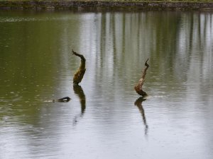 The lake in the grounds