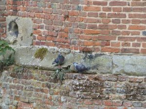 More pigeons and a gun loop in the wall