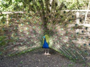 Ashley Peacock