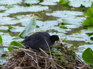 Waterfowl 2