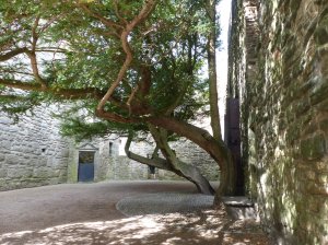 Yew trees view 2