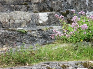 Abandoned to moss and flora!