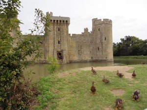 Where there is a moat, there will be ducks!
