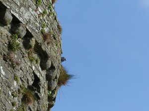 just one of the many birds to frequent the castle