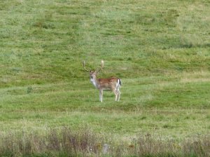Magnificent resident of the deer park