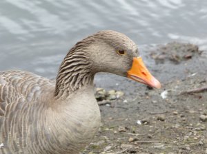 Wildlife 2