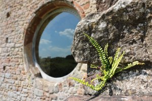 A rare survivng window