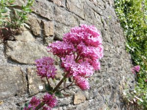 Only wild flowers grow in the castle garden today