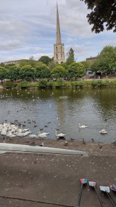 Swan feeding station