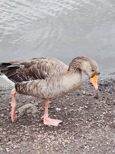Local wildlife