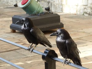 The Ravens