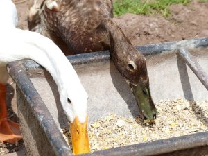 Feeding time for the ducks