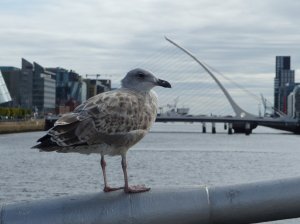 A friendly local gull