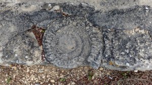 Fossil detail on the wall