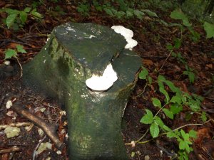Some interesting looking fungi