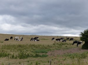 Cows grazing on the hill fort