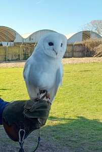 Owl handling at the bird of prey centre