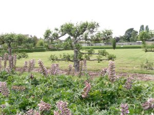 The reconstructed Roman garden