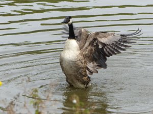 A goose landing in the water