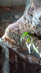 Ferns growing inside the sally port