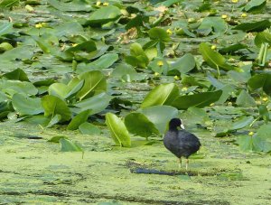 Waterfowl in the park