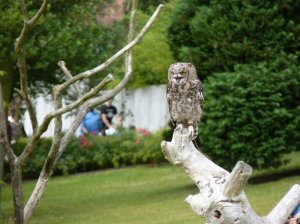 The bird of prey display