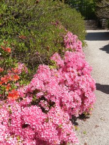 The Rhododendrons in bloom